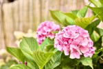 Images for Vine Gardens, Bubwith